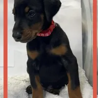 RED, a male Doberman Pinscher for sale in Ava, MO – Photo 3 of 6