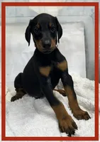 RED, a male Doberman Pinscher for sale in Ava, MO – Photo 1 of 6