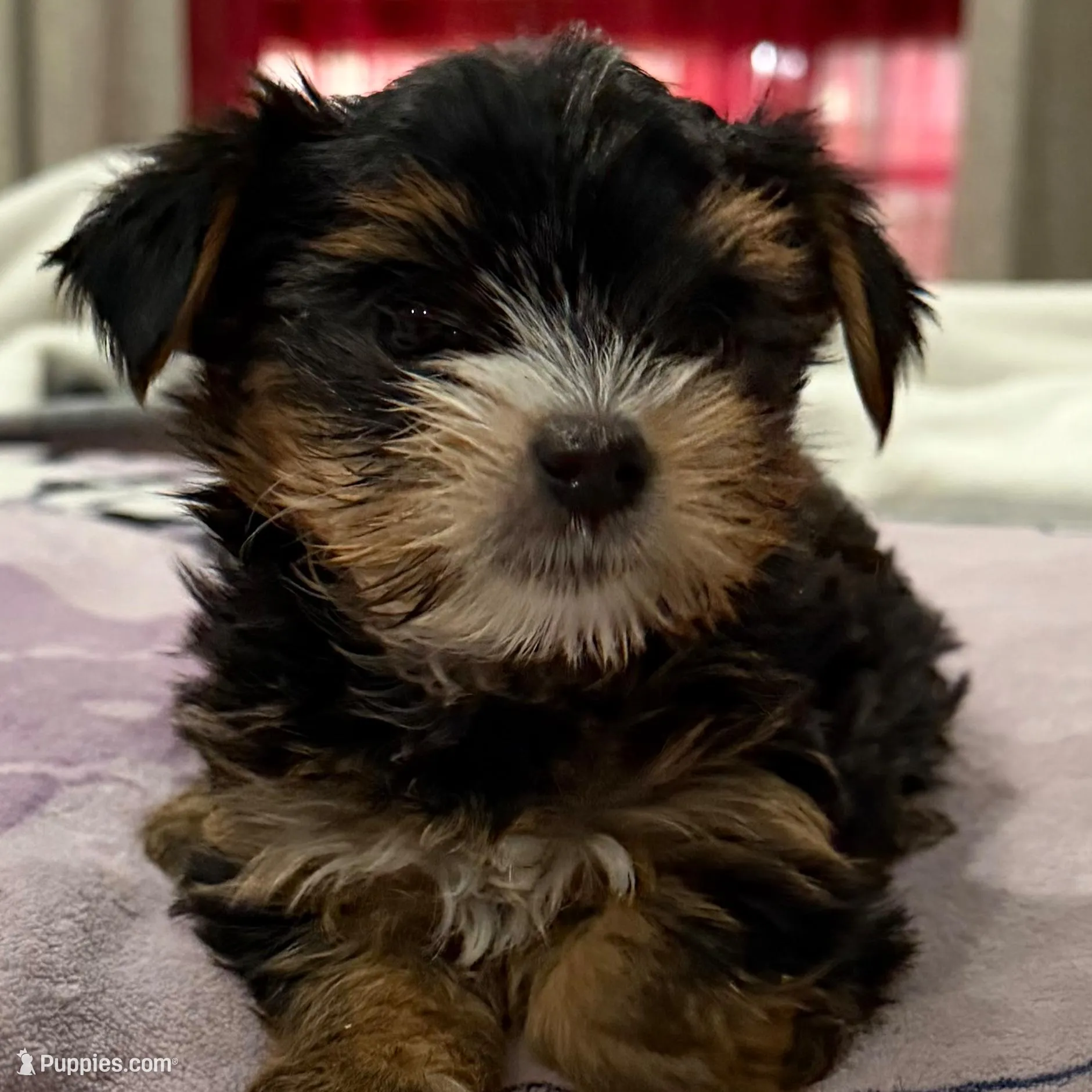 Bear partí yorkies, a female Yorkshire Terrier for sale in Los Angeles, CA – Photo 2 of 4