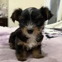  partí yorkies, a female Yorkshire Terrier for sale in Los Angeles, CA – Photo 1 of 3
