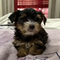  partí yorkies, a female Yorkshire Terrier for sale in Los Angeles, CA – Photo 2 of 3