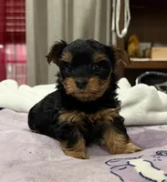 Party yorkies, a female Yorkshire Terrier for sale in Los Angeles, CA – Photo 3 of 4