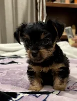 Party yorkies, a female Yorkshire Terrier for sale in Los Angeles, CA – Photo 2 of 4