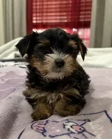 Party yorkies, a female Yorkshire Terrier for sale in Los Angeles, CA – Photo 4 of 4