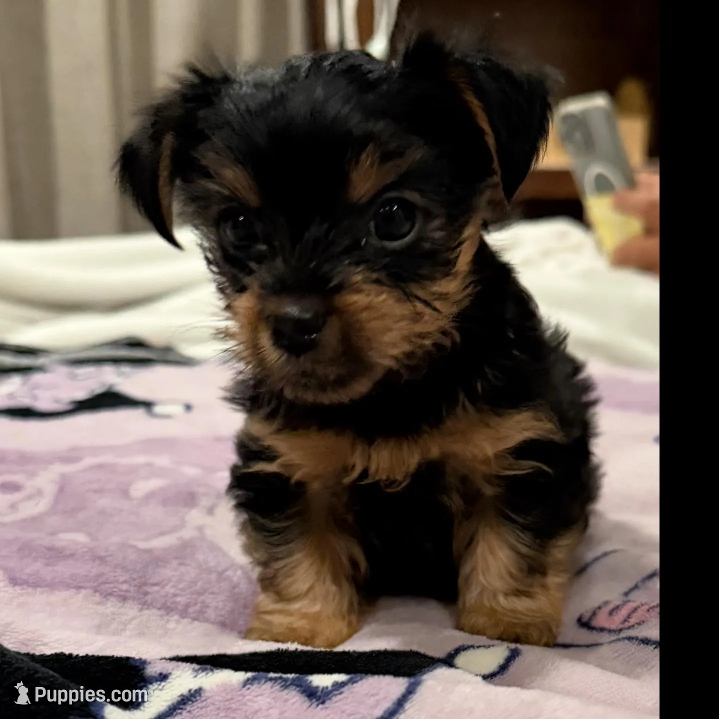  partí yorkies, a female Yorkshire Terrier for sale in Los Angeles, CA – Photo 3 of 3
