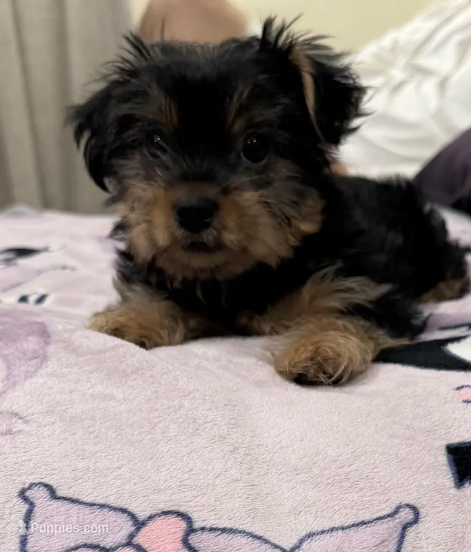 Yorkie  – Yorkshire Terrier puppy for sale in Los Angeles, CA