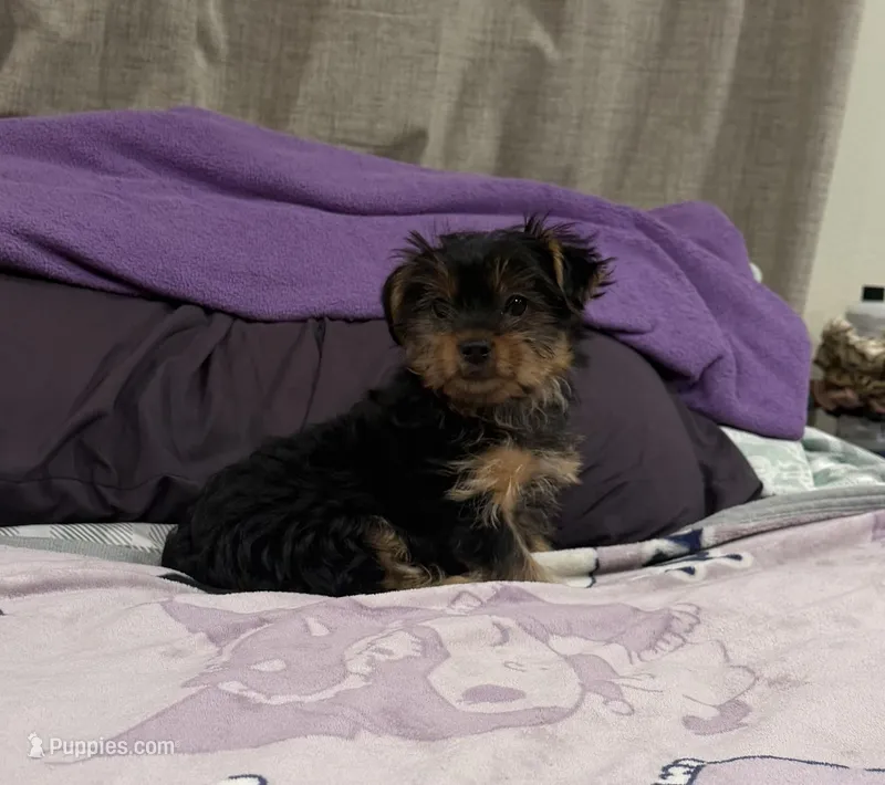 Yorkie  – Yorkshire Terrier puppy for sale in Los Angeles, CA