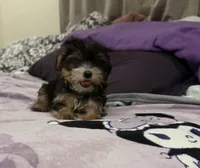 Party yorkie, a male Yorkshire Terrier for sale in Los Angeles, CA – Photo 7 of 7