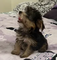 Party yorkie, a male Yorkshire Terrier for sale in Los Angeles, CA – Photo 4 of 7