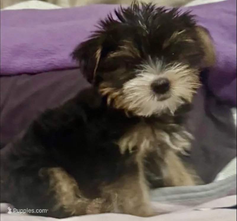 Party yorkie – Yorkshire Terrier puppy for sale in Los Angeles, CA