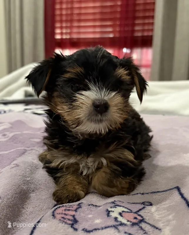 Party yorkie, a female Yorkshire Terrier for sale in Los Angeles, CA – Photo 1 of 1