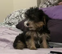 Party yorkie, a male Yorkshire Terrier for sale in Los Angeles, CA – Photo 5 of 7