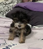 Party yorkie, a male Yorkshire Terrier for sale in Los Angeles, CA – Photo 3 of 7