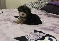 Party yorkie, a male Yorkshire Terrier for sale in Los Angeles, CA – Photo 6 of 7