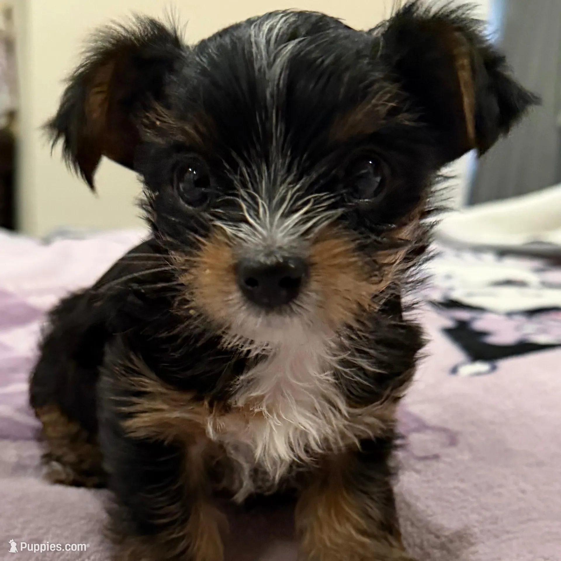 Yorkies , a female Yorkshire Terrier for sale in Los Angeles, CA – Photo 4 of 4