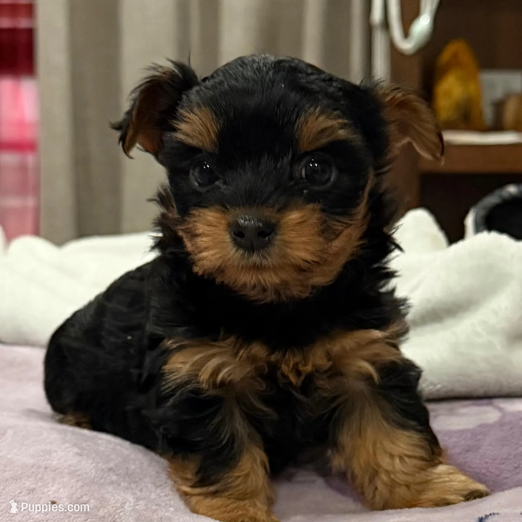 Yorkies , a female Yorkshire Terrier for sale in Los Angeles, CA – Photo 2 of 4