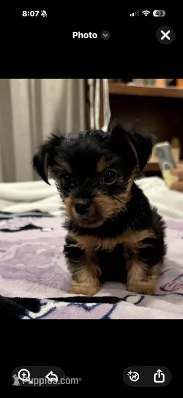 Yorkie  – Yorkshire Terrier puppy for sale in Los Angeles, CA