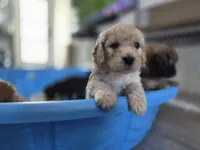 Cash Jr., a male Miniature Goldendoodle for sale in Fort Lauderdale, FL – 3 of 3