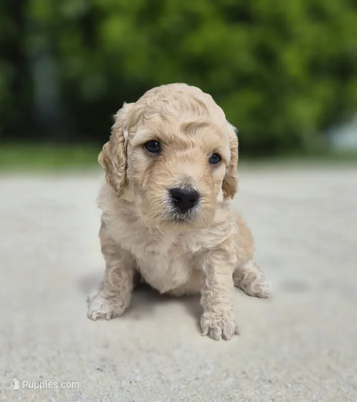 Cash Jr. – Miniature Goldendoodle puppy for sale in Fort Lauderdale, FL