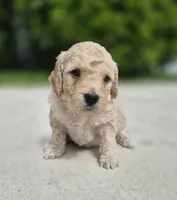 Cash Jr., a male Miniature Goldendoodle for sale in Fort Lauderdale, FL – 1 of 3