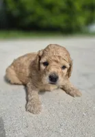 Chad, a male Miniature Goldendoodle for sale in Fort Lauderdale, FL – 1 of 1