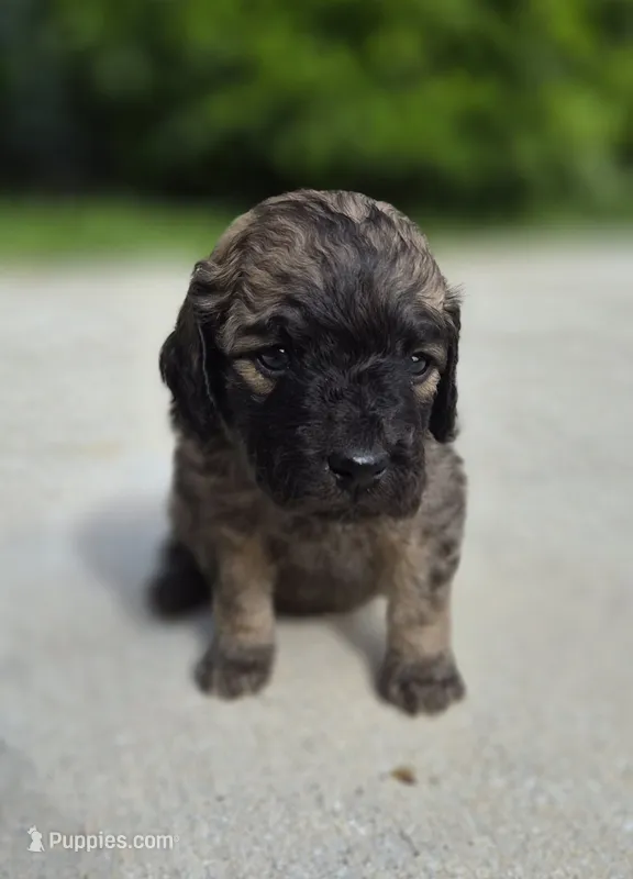 Curtis – Miniature Goldendoodle puppy for sale in Fort Lauderdale, FL