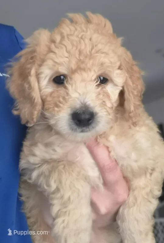 Chad – Miniature Goldendoodle puppy on hold in Fort Lauderdale, FL