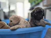 Curtis, a male Miniature Goldendoodle for sale in Fort Lauderdale, FL – 3 of 3