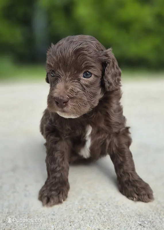 Cleetus – Miniature Goldendoodle puppy for sale in Fort Lauderdale, FL