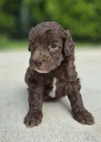Cleetus, a male Miniature Goldendoodle for sale in Fort Lauderdale, FL – 1 of 2