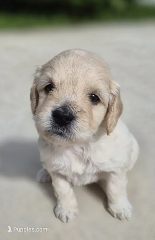 Charli – Miniature Goldendoodle puppy for sale in Fort Lauderdale, FL
