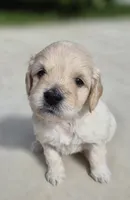Charli, a female Miniature Goldendoodle for sale in Fort Lauderdale, FL – 1 of 2