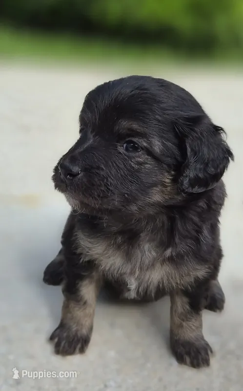 Crosby – Miniature Goldendoodle puppy for sale in Fort Lauderdale, FL