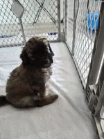 Curtis, a male Miniature Goldendoodle for sale in Fort Lauderdale, FL – 2 of 3