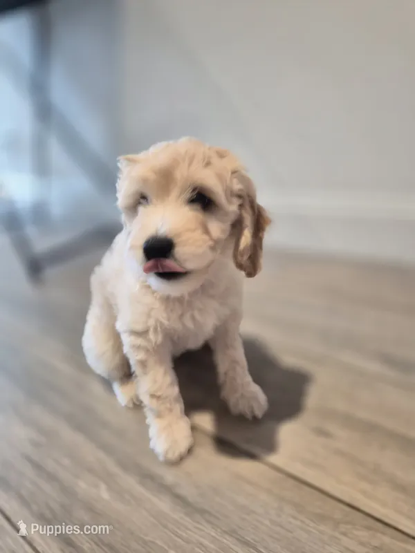 Charli – Miniature Goldendoodle puppy for sale in Fort Lauderdale, FL