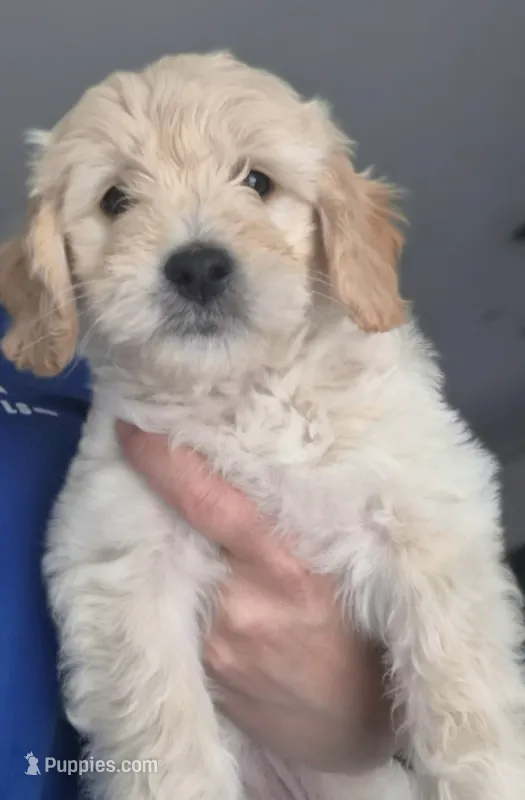 Charli – Miniature Goldendoodle puppy for sale in Fort Lauderdale, FL