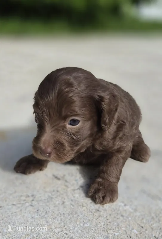 Chocolate Brownie – Miniature Goldendoodle puppy for sale in Fort Lauderdale, FL