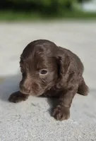 Chocolate Brownie, a male Miniature Goldendoodle for sale in Fort Lauderdale, FL – 1 of 1