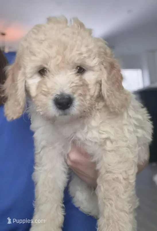 Cash Jr. – Miniature Goldendoodle puppy for sale in Fort Lauderdale, FL