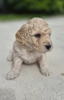 Cash Jr., a male Miniature Goldendoodle for sale in Fort Lauderdale, FL – 2 of 3