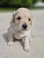 Charli, a female Miniature Goldendoodle for sale in Fort Lauderdale, FL – 2 of 2