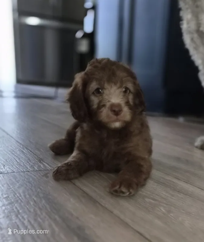 Chocolate Brownie – Miniature Goldendoodle puppy for sale in Fort Lauderdale, FL