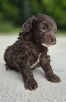 Cleetus, a male Miniature Goldendoodle for sale in Fort Lauderdale, FL – 2 of 2