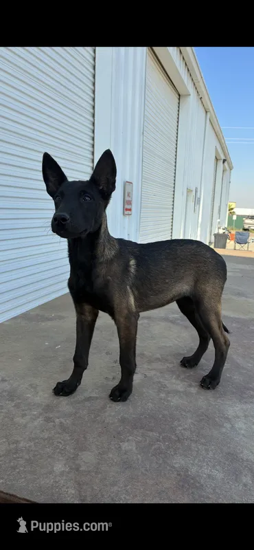 Purebred Belgian Malinois Puppies  – Belgian Malinois puppy for sale in Madera, CA