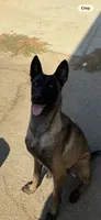 Purebred Belgian Malinois Puppies , a female Belgian Malinois for sale in Madera, CA – 6 of 6