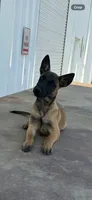 Purebred Belgian Malinois Puppies , a female Belgian Malinois for sale in Madera, CA – 4 of 6