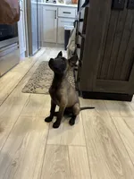 Purebred Belgian Malinois Puppies , a male Belgian Malinois for sale in Madera, CA – 2 of 10