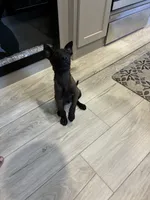Purebred Belgian Malinois Puppies , a male Belgian Malinois for sale in Madera, CA – 3 of 10
