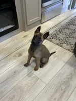 Purebred Belgian Malinois Puppies , a male Belgian Malinois for sale in Madera, CA – 4 of 10
