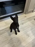 Purebred Belgian Malinois Puppies , a male Belgian Malinois for sale in Madera, CA – 6 of 10